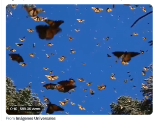 Image of butterflies flying.